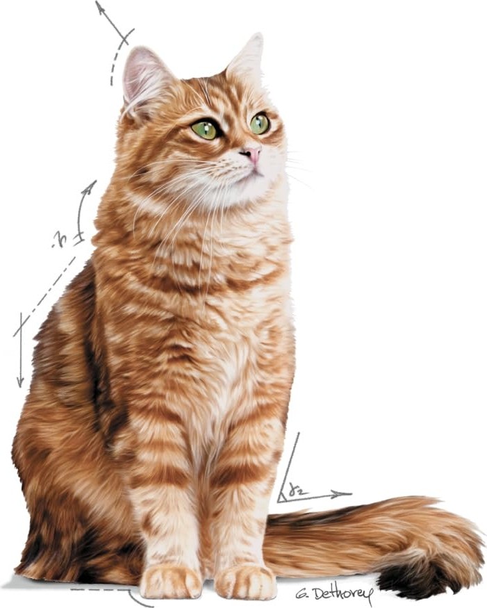 Die Grup Royal Canin Dıgest Sensıtıve Kedi Yaş Mama 12X85GR görsel 3