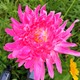  Renk Pembe