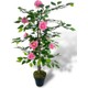  Renk Pembe
