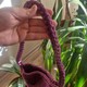 Seçili Renk 01P-Pembe