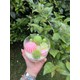 Seçili Renk Yeşil - Pembe