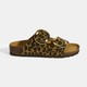 Renk Leopar