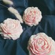  Renk Pembe