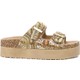 Renk Camel