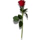 Renk Bordo