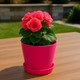  Renk Pembe