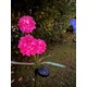  Renk Pembe