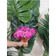  Renk Pembe