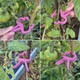  Renk Pembe