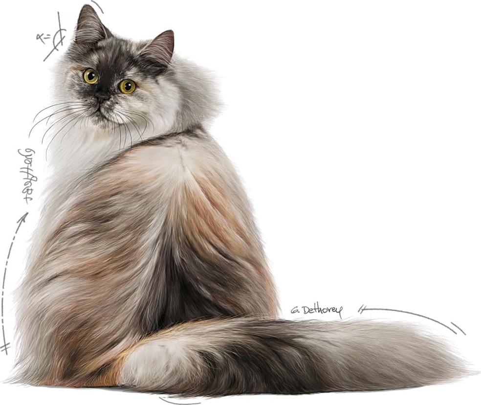 Aesco Royal Canin Hair & Skin Gravy Yetişkin Kedi Yaş Maması 12 x 85 gr görsel 3