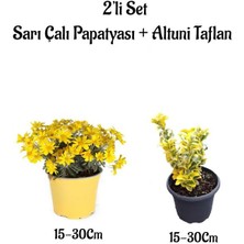 Serada Decor Plant Sarı Çalı Papatyası+Altuni Taflan Çit Bitkisi 2'li Set Saksılı Bahçe Bitkisi