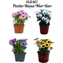 Serada Decor Plant Rengarenk Pembe+Beyaz+Mor+Sarı Renk Bodrum Papatyası Bahar Çiçeği 4'lü Set