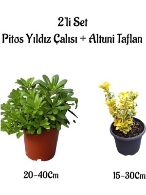 Serada Decor Plant Pitos Yıldız Çalısı+Altuni Taflan 2'li Çit Bitkisi Seti Saksılı Dış Mekan Bitkileri