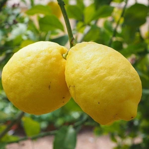 Berke Fidancılık Nadir Kütdiken Tüplü Limon Fidanı