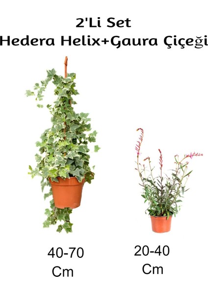 Hedera Helix+ Gaura Çiçeği 2'li Set Dış Mekan Bitkisi