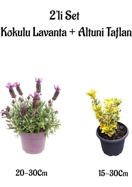 Yoğun Kokulu Mor Renk Lavanta Fidanı+Altuni Taflan Çit Bitkisi 2'li Set Bahçe Bitkisi