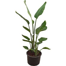 Palmiye Yerli Strelitzia Nicolai - Starliçe 2 Köklü (150 - 160 CM)