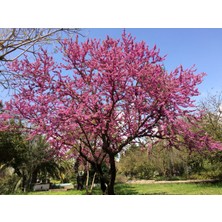 Tunç Botanik Erguvan Fidanı 5 Adet - Cercis Siliquastrum