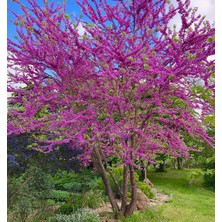 Tunç Botanik Erguvan Fidanı 5 Adet - Cercis Siliquastrum