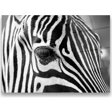 Glass Art Concept Zebra Cam Tablo