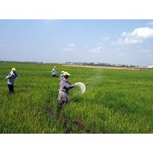 Agrobazaar Şeker Gübresi 10 kg Çim Gübresi Bitkileri Yeşillendirici