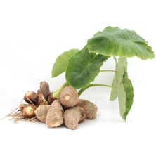 Becos Gölevez Tohumu ( Taro Root Seeds) 1 kg