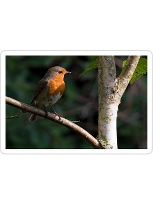 Universal Robin Sticker Araba Oto Arma Duvar Sticker Ev Dekoratif Çıkartma 15 Cm