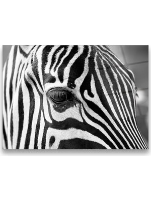Glass Art Concept Zebra Cam Tablo