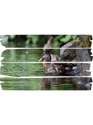 Renkselart Ördek Mdf Tablo 2697 (Model E)