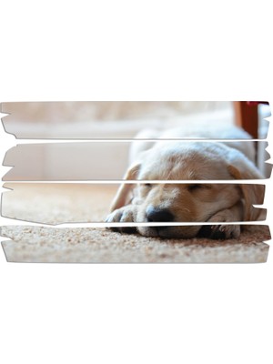 Renkselart Köpek Mdf Tablo 2647 (Model E)