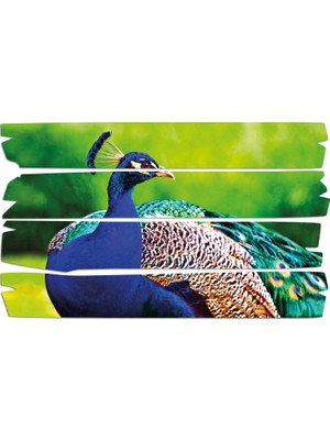 Renkselart Tavuskuşu Mdf Tablo 2705 (Model E)