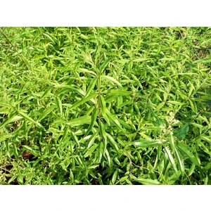 Tunç Botanik Limon Melisa  Bitkisi 3 Adet - Melissa Officinalis