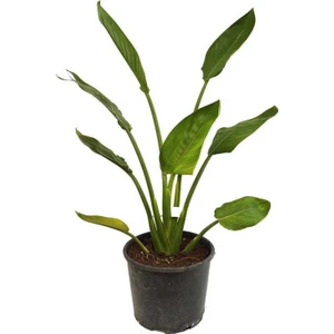 Yerli Strelitzia Nicolai - Starliçe (70 - 80 cm)