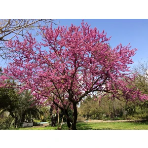 Tunç Botanik Erguvan Fidanı 3 Adet - Cercis Siliquastrum