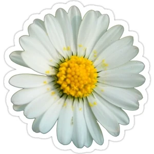 Beyaz Papatya  Sticker Araba Oto Arma Duvar Sticker Ev Dekoratif Çıkartma 15 cm