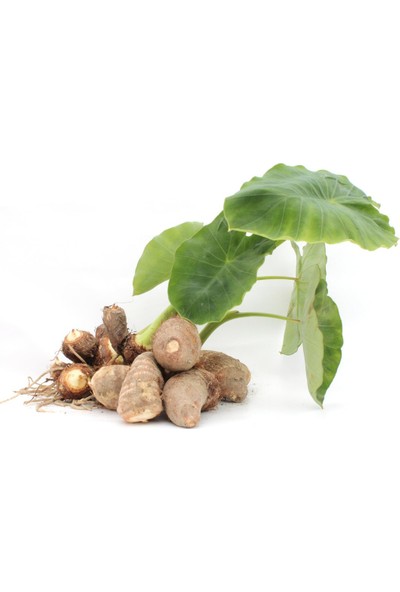 Becos Gölevez Tohumu ( Taro Root Seeds) 1 kg