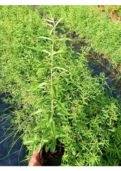 Tunç Botanik Limon Melisa  Bitkisi 3 Adet - Melissa Officinalis