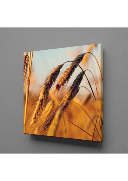 Başak Salkımı 80X80CM