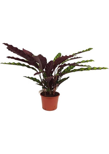 Calathea Lancifolia - Dua Çiçeği (17 cm Saksıda)
