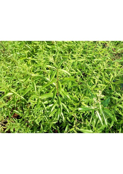 Limon Melisa Bitkisi 5 Adet - Melissa Officinalis