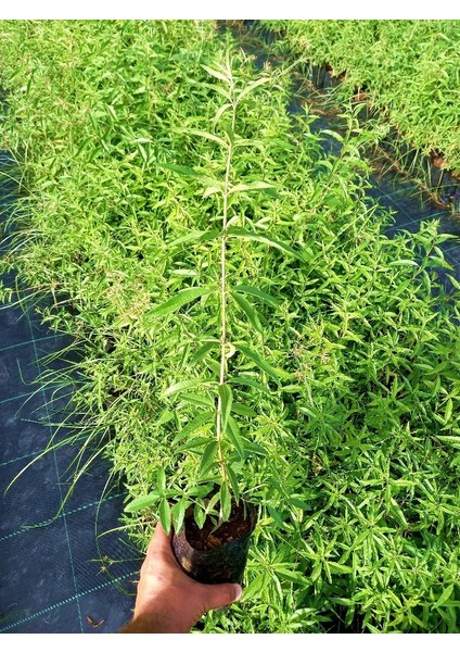 Limon Melisa Bitkisi 5 Adet - Melissa Officinalis