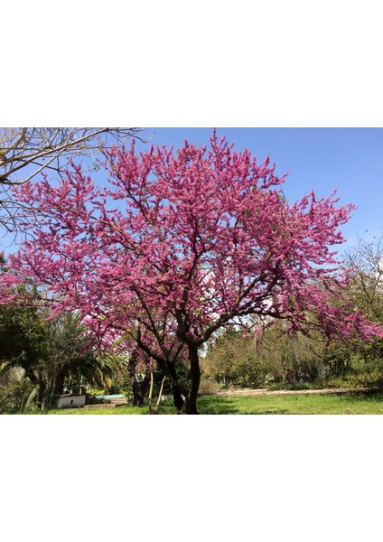 Erguvan Fidanı 5 Adet - Cercis Siliquastrum