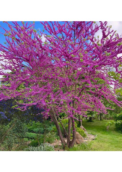 Erguvan Fidanı 5 Adet - Cercis Siliquastrum