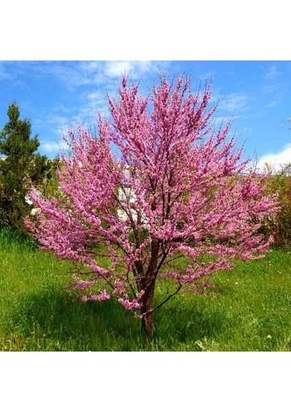 Erguvan Fidanı 5 Adet - Cercis Siliquastrum