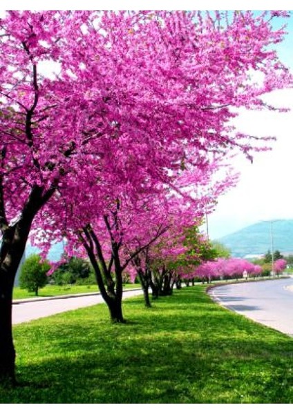 Erguvan Fidanı 5 Adet - Cercis Siliquastrum