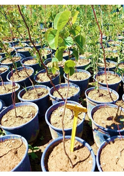 Erguvan Fidanı 5 Adet - Cercis Siliquastrum