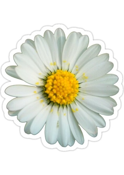 Beyaz Papatya Sticker Araba Oto Arma Duvar Sticker Ev Dekoratif Çıkartma 15 cm
