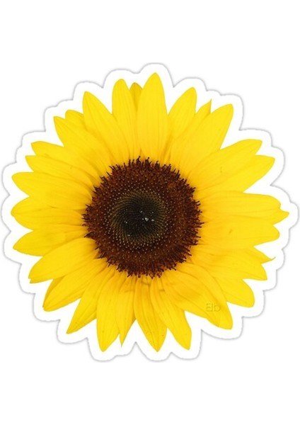 Ayçiçeği Sticker Araba Oto Arma Duvar Sticker Ev Dekoratif Çıkartma 15 cm