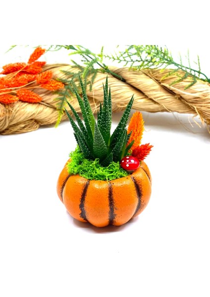 Özel Tasarım Canlı Çiçek Sukulentli Bal Kabağı ve Kupa Seti M1 fiyatları