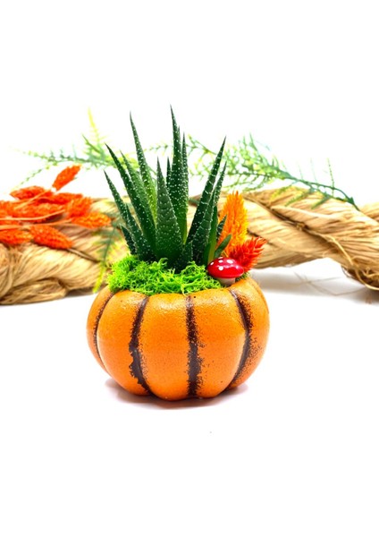 Özel Tasarım Canlı Çiçek Sukulentli Bal Kabağı ve Kupa Seti M1 fırsatları